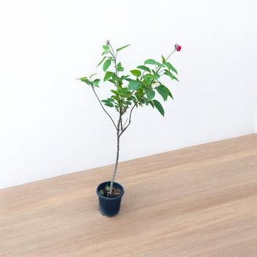 Jatropha Integerrima - Peregrina or Spicy Jatropha
